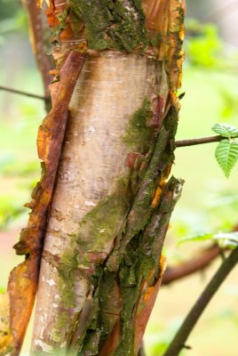 Betula albosinensis - bříza čínská - kůra